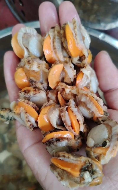 养花蛤泡沫多 养花蛤泡沫多