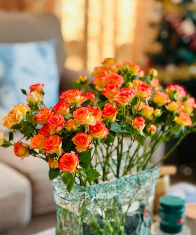 多头玫瑰家庭养花 多头玫瑰家庭养花