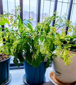 房间养花中毒 房间养花中毒