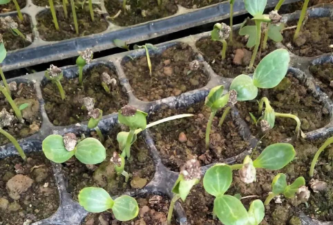 针阔叶树幼苗猝倒病防治方法 针阔叶树幼苗猝倒病防治方法