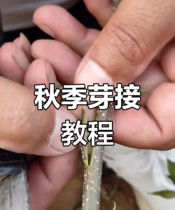 秋季花木的芽接和管理 秋季花木的芽接和管理