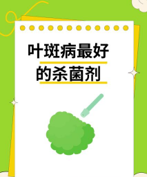 非洲紫罗兰(棒孢)叶斑病 非洲紫罗兰(棒孢)叶斑病