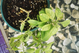 矮牵牛花叶病 矮牵牛花叶病