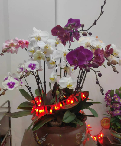 客厅上方墙面养花 客厅上方墙面养花