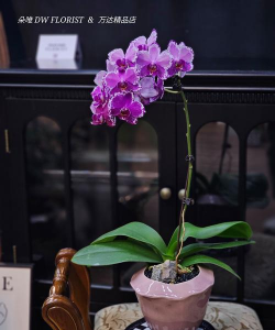 帝师谈养花 帝师谈养花