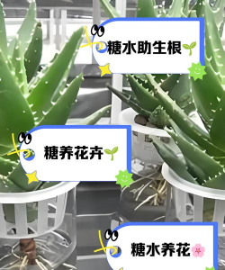 白糖养花卉品种 白糖养花卉品种