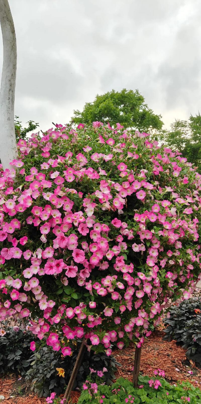 浦江人喜欢养花 浦江人喜欢养花