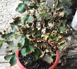 养花突然变黄 养花突然变黄