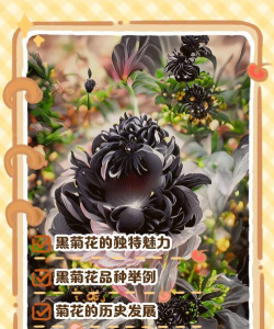 黑菊什么样 黑菊什么样