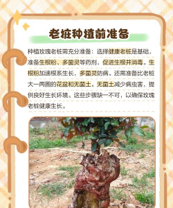 老花农养花技术 老花农养花技术