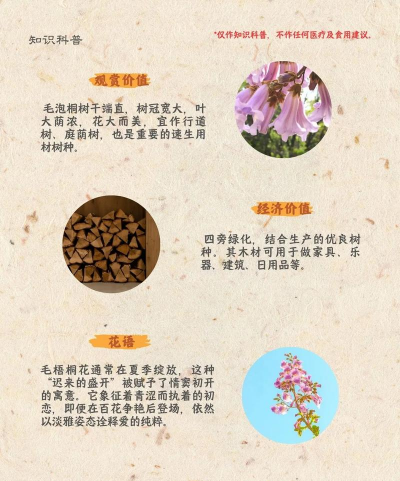 泡桐腐烂病症状及防治方法 泡桐腐烂病症状及防治方法