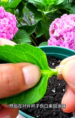 养花促生根方法 养花促生根方法