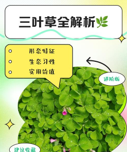 三叶草菌核病防治方法 三叶草菌核病防治方法