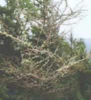 华北落叶松枯梢病的症状及防治 华北落叶松枯梢病的症状及防治