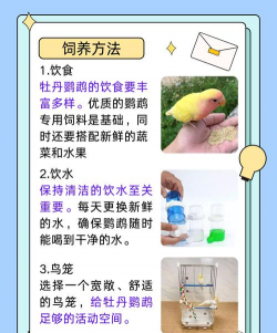 养花鸟怎么养 养花鸟怎么养