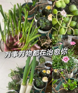 吐槽养花的 吐槽养花的