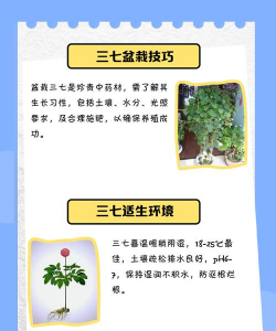 藤三七栽培技术 藤三七栽培技术