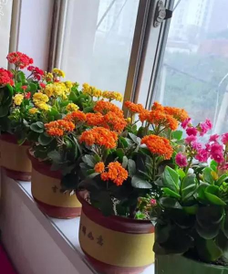 现在养花推荐家中 现在养花推荐家中