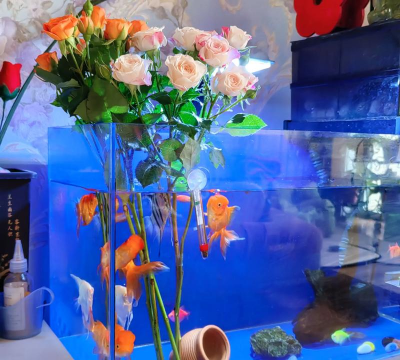 鱼缸养花的好处 鱼缸养花的好处