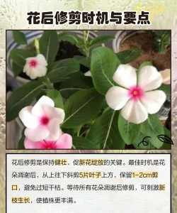 开空调怎么养花 开空调怎么养花