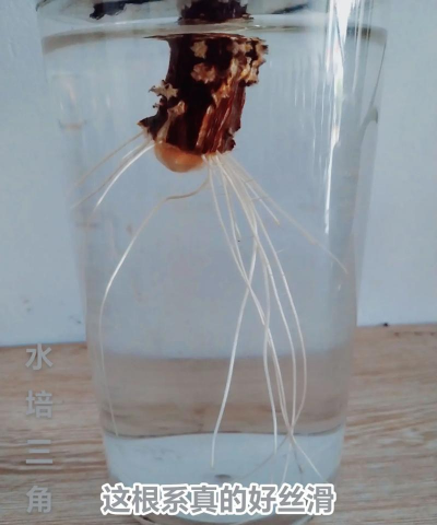 锤子生根水养花 锤子生根水养花