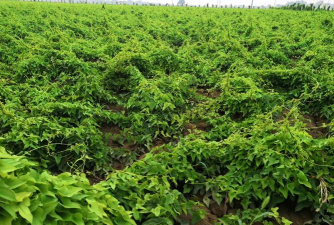 山药什么省可以种植 山药什么省可以种植