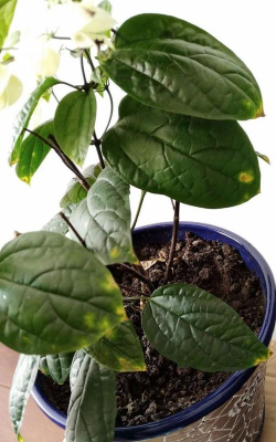 龙吐珠叶斑病防治 龙吐珠叶斑病防治