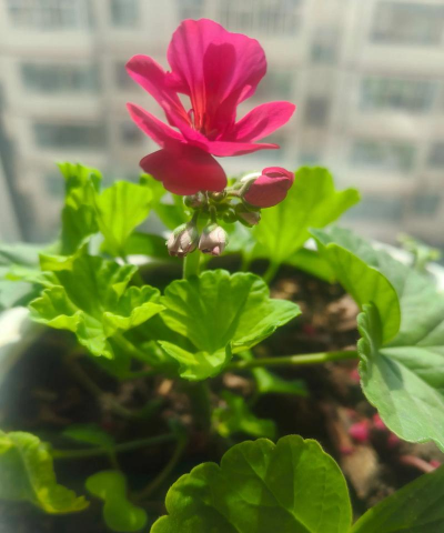 没有养花的命 没有养花的命