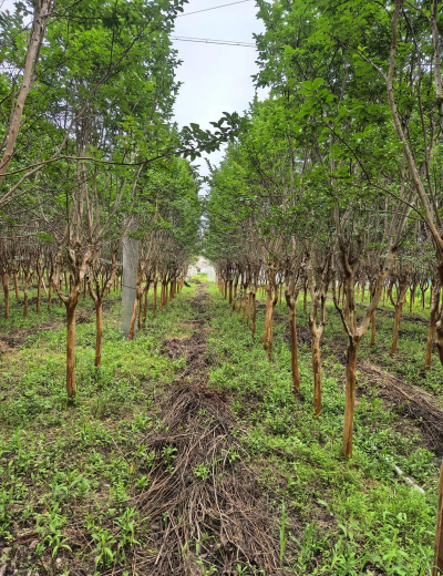 矮生紫薇的生产 矮生紫薇的生产
