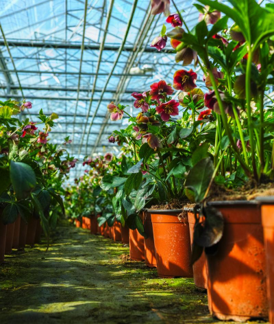东北冬季大棚养花 东北冬季大棚养花