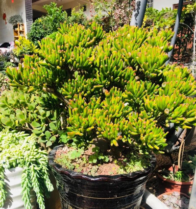 不爱晒太阳养花 不爱晒太阳养花