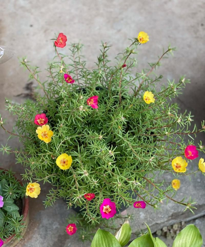 小村花爱养花 小村花爱养花