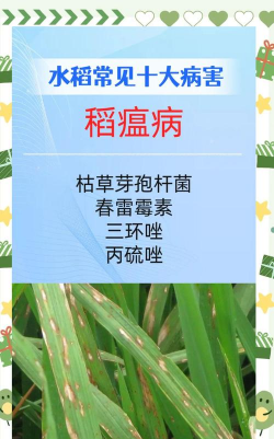 防止晚稻僵苗的措施 防止晚稻僵苗的措施