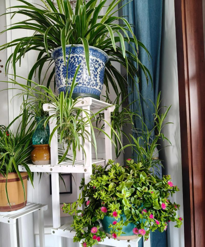 养花这个爱好很好 养花这个爱好很好