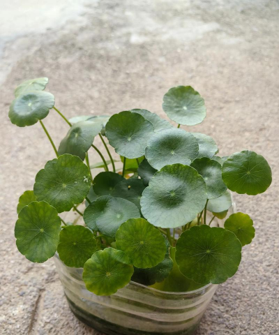 养花匠铜钱草 养花匠铜钱草