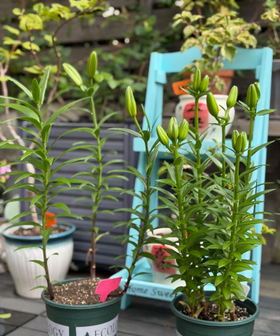 花开需要养花人 花开需要养花人