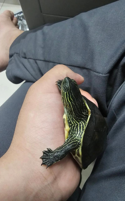 养花龟博主 养花龟博主