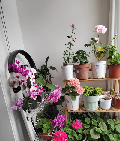 花园植物阳台养花 花园植物阳台养花