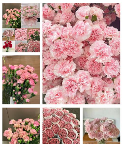 妈妈养花的意义 妈妈养花的意义