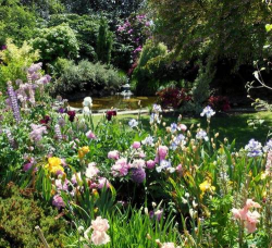 德国的养花风情 德国的养花风情