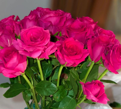 粉玫瑰养花新手 粉玫瑰养花新手