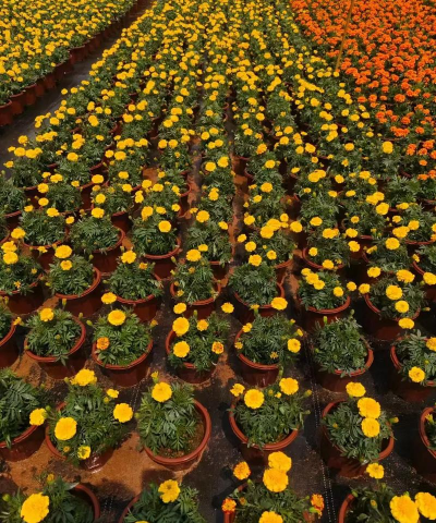 时令家养花木 时令家养花木