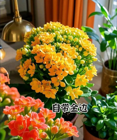 火命不能养花 火命不能养花