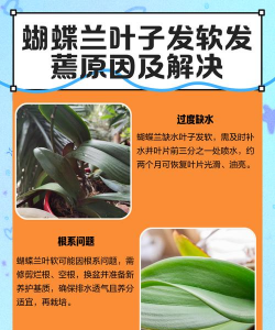 怎么防治花草萎蔫病 怎么防治花草萎蔫病