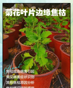 菊花病害发生与防治 菊花病害发生与防治