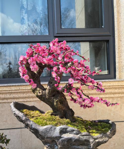 室内养花红梅 室内养花红梅