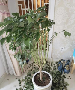 室内养花失败案例 室内养花失败案例