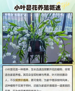 昙花怎么养花更大 昙花怎么养花更大