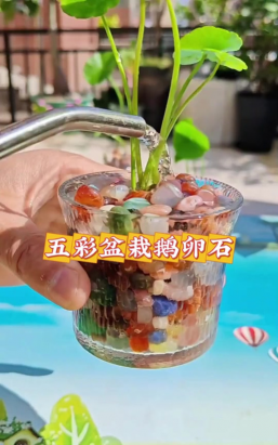 彩色小石头养花 彩色小石头养花