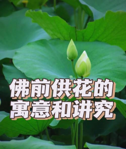 修行人讲养花 修行人讲养花